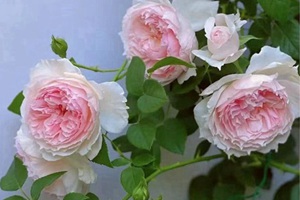 月季花必入品種排名