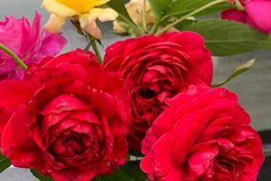 10個(gè)花期最長的月季品種