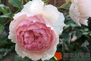黃色月季花有哪些品種